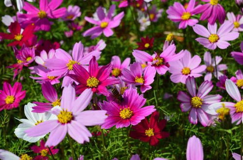 飞燕草的花语和寓意 飞燕草吉利吗