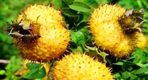 香榧对子宫有好处吗 女人吃香榧的6大好处