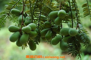 香榧价格多少一斤 香榧子一天能吃几颗