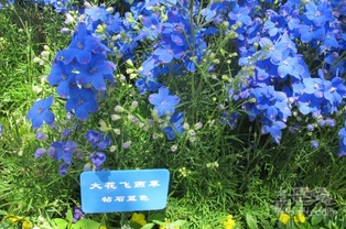 飞燕草第二年能自生吗 大花飞燕草怎么过冬