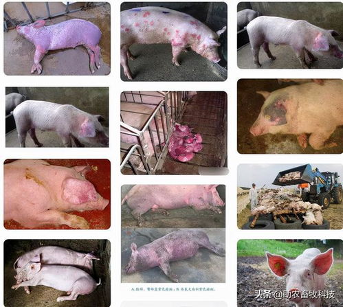 饥饿疗法治非洲猪瘟 非洲猪瘟最好治疗方法