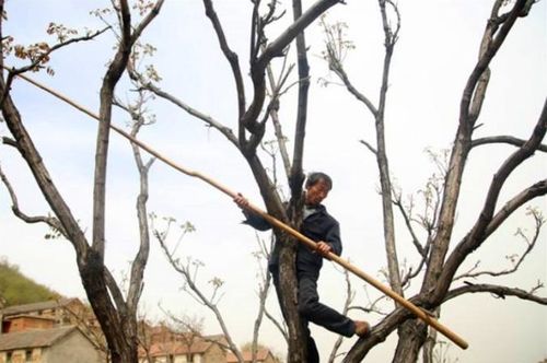 香椿过房家破人亡 香椿过房家破人亡什么意思