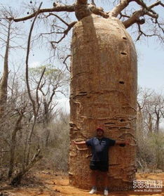 食人树真的存在吗 食人树真的能吃人吗