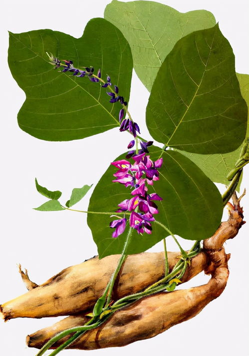 香榧对人体的危害 香榧子为啥吃的人少