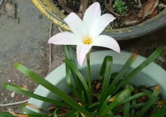 风雨兰花败后从哪里剪 风雨兰每年都要挖出来吗