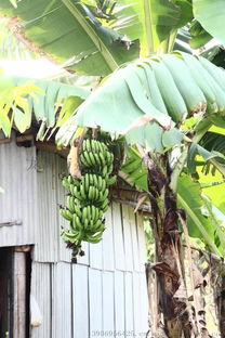 香蕉树多少度会冻死 香蕉树如何过冬