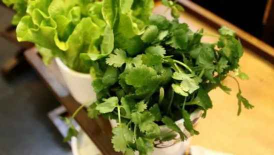 香菜吃了有什么好处 吃香菜的十大好处