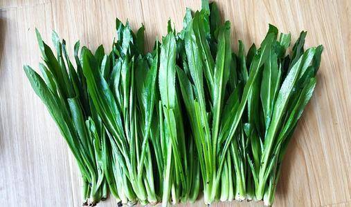 香菜太细怎么憋粗 香菜又细又倒伏怎么办