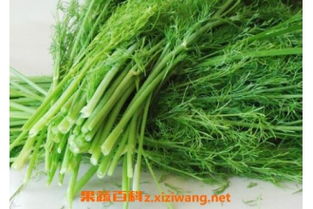 香菜怎么种发芽率高 香菜8月中旬能种吗