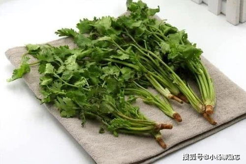 香菜对女生的子宫有厉害吗 女人多吃香菜对身体有什么好处