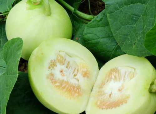 香瓜一天吃几个最好 一个香瓜相当于几碗米饭