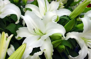 香水百合花谢了之后怎么修剪 百合花修剪视频教程