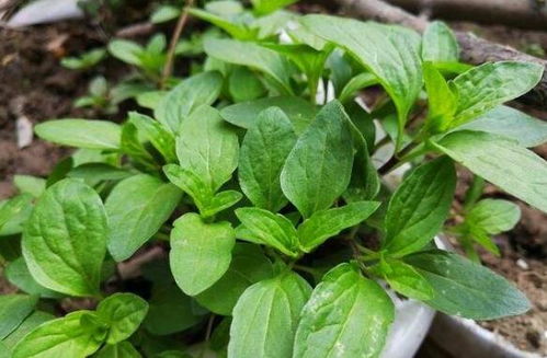 香菜禁忌与相克 香菜的十大危害