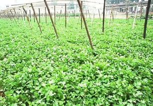 香菜夏天高温种植方法 夏天35度怎样种植香菜
