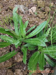 香菜的另一个名字叫芫荽 香菜的另一个名字叫芫荽怎么读