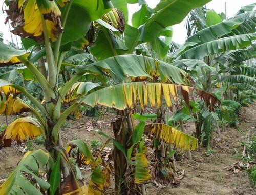 香蕉品种最耐寒零下五度 中蕉9号香蕉品种耐寒