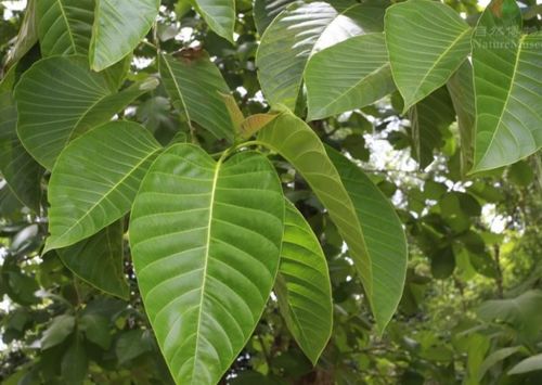 香蕉树最怕什么东西 香蕉树最快的灭杀方法