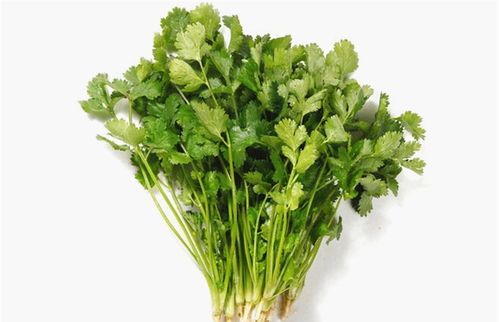 香菜的100种吃法 推荐十种香菜吃法