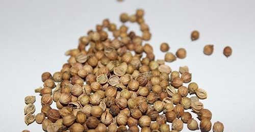 香菜籽不砸开种可以吗 香菜种子一定要搓碎吗