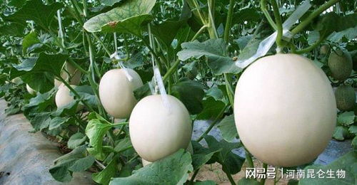 香瓜属于凉性还是热性 香瓜是寒性还是热性