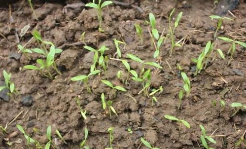 香菜的种植方法和步骤 香菜怎么种植步骤图解