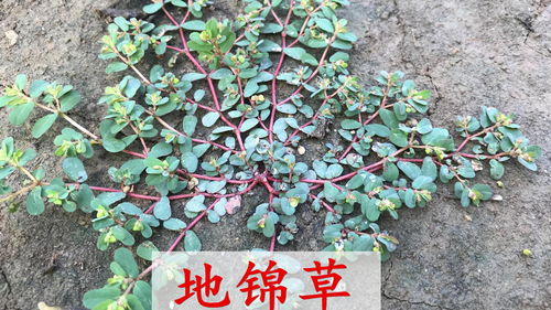 马齿苋与地锦草 马齿苋怎样用祛斑效果好