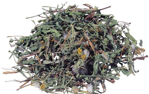 马鞭草的作用与功效用法 马鞭草治痛风特效