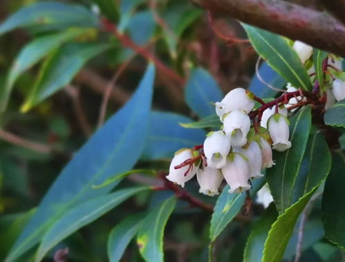 马醉木室内有什么好处 马醉木放家里吉利吗