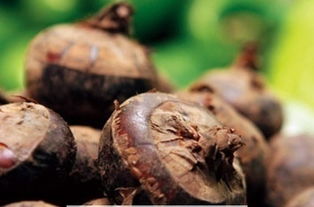 马蹄配上什么最润肺 马蹄的最佳搭配