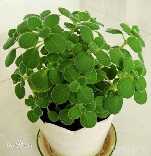 驱蚊子最有效的植物 十大驱蚊最好的绿植