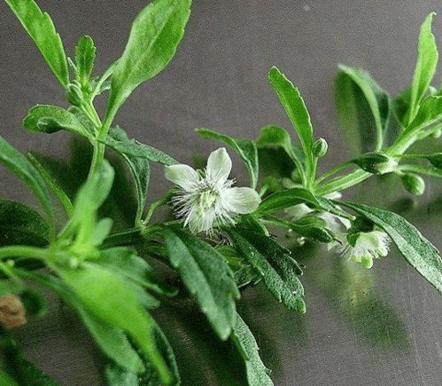 马鞭草是治什么病的 马鞭草治痛风特效