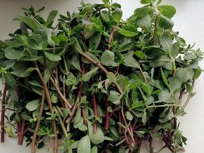 马齿苋第二年还能长吗 马齿苋盆栽能活多久