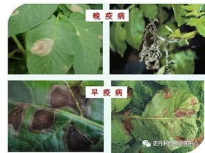 马铃薯晚疫病用什么药治疗效果好 早疫病和晚疫病特效药