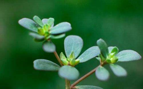 马齿菜煮水主治皮肤病 马齿苋治5种皮肤病