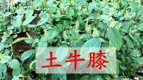 马鞭草洗澡的功效与作用 马鞭草的神奇抗癌效果