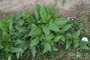 骨碎补什么人不能吃 骨碎补相克的中药