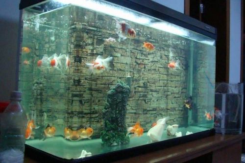 鱼缸长褐藻是不是水质不好 褐藻是因为硝化细菌还是光照