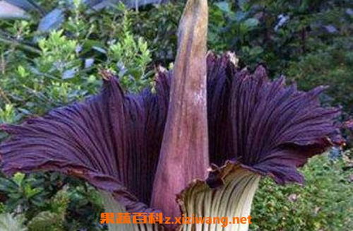 魔芋花有什么药用价值 魔芋花开花会死人吗