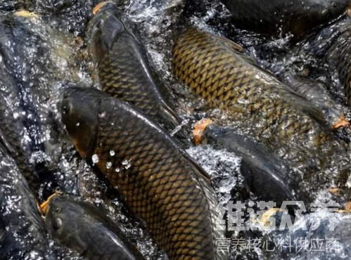 鱼塘鲤鱼一般喂什么饲料 鲤鱼饲料价格