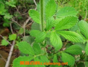 马鞭草药用功能 主治 马鞭草可以壮阳吗