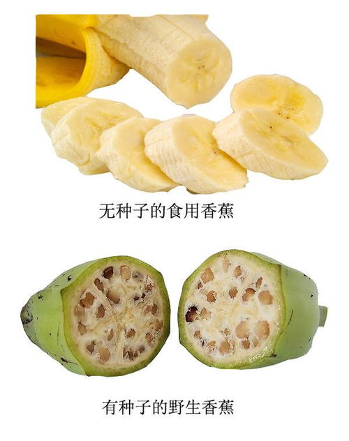 香蕉籽长什么样 香蕉种子的图片