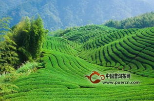 高山茶属于什么茶 高山茶是不是红茶