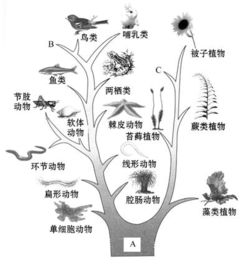 高等植物和低等植物的区别 低等植物包括哪三大类群