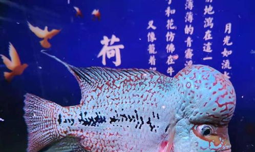 鱼养久了会认主人吗 鱼缸里的鱼互相认识吗