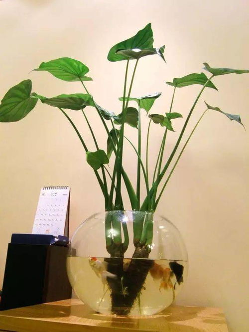 鲜花插水里长久的方法 水插鲜花几天换一次水