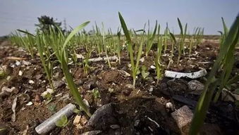 高压繁殖不生根的原因 高压用什么土容易生根