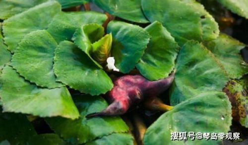 鲜菱角能生吃吗 菱角的正确剥法