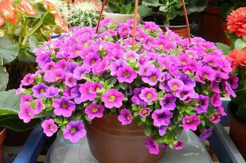鲜花大全10000种 常见100种花名称