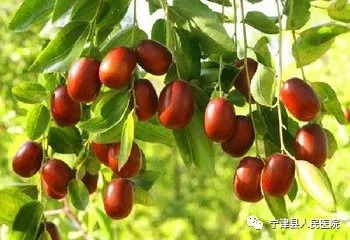 鲜枣一天吃几个最好 吃新鲜枣子的好处和功效