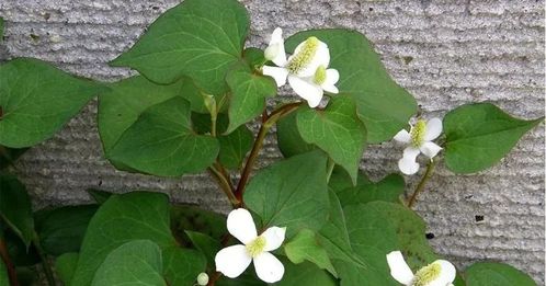 鱼腥草煮水正确方法 鱼腥草治什么病最厉害